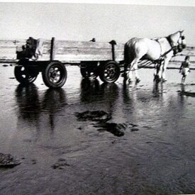 Harvesting Dulse Bramber